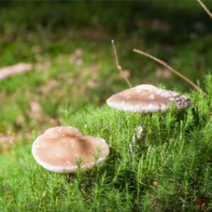 Cook It Raw Serves Up International Cuisine Image